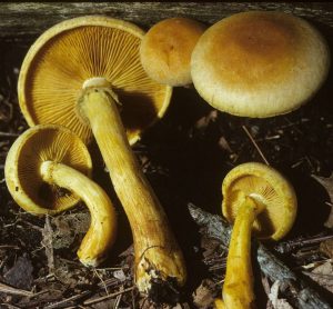 Gymnopilus luteus