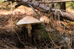 Amanita amerirubescens