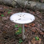 Amanita bisporigera