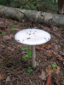 Amanita bisporigera