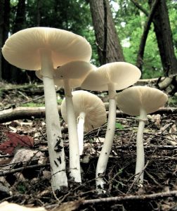 Amanita bisporigera