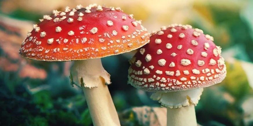 fly agaric mushrooms