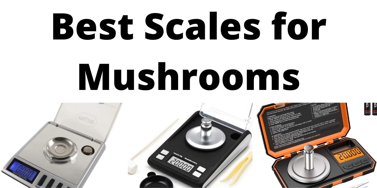 Best Scale for Mushrooms
