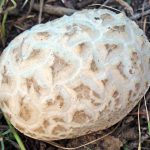 Calvatia booniana