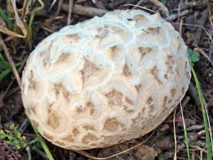 Calvatia booniana