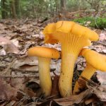 Cantharellus cibarius