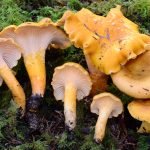 Cantharellus formosus