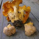 Cantharellus roseocanus