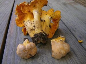 Cantharellus roseocanus