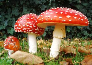 Fly Agaric