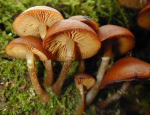 Galerina marginata