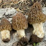 Morchella snyderi