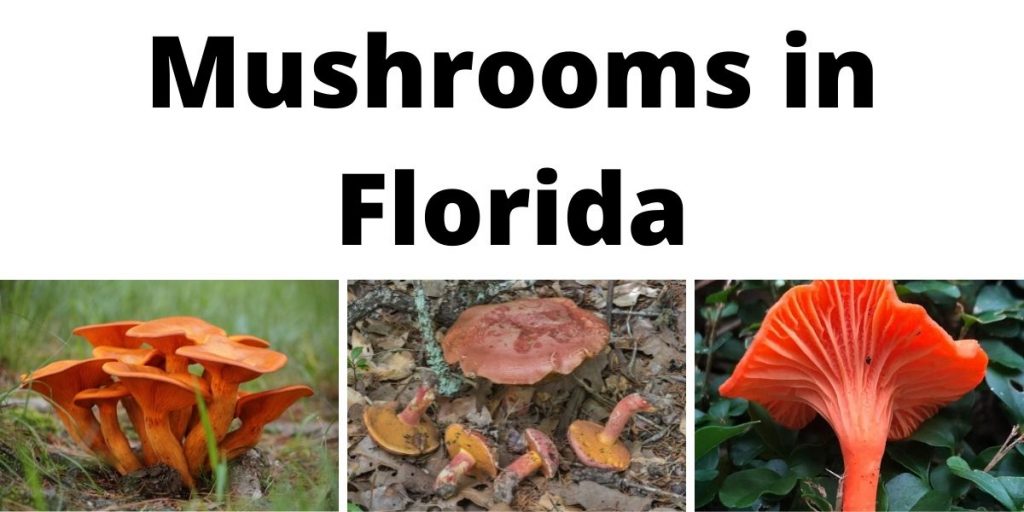 Mushrooms in Florida
