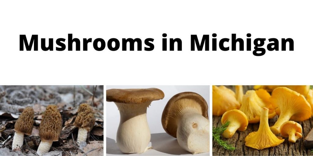 Mushrooms in Michigan