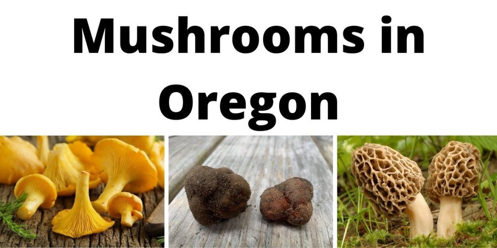 Mushrooms in Oregon
