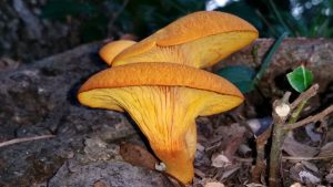 Omphalotus subilludens