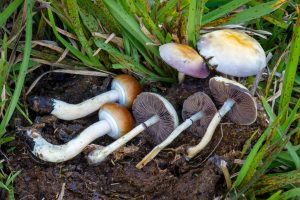 Psilocybe Cubensis