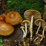 Psilocybe caerulipes