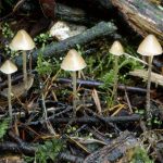 Psilocybe pelliculosa