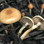 Psilocybe stuntzii