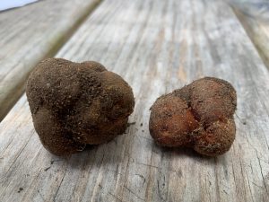 tuber canaliculatum