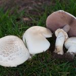 Agaricus Arvensis