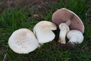 Agaricus Arvensis