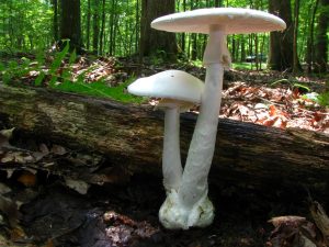 Amanita Bisporigera