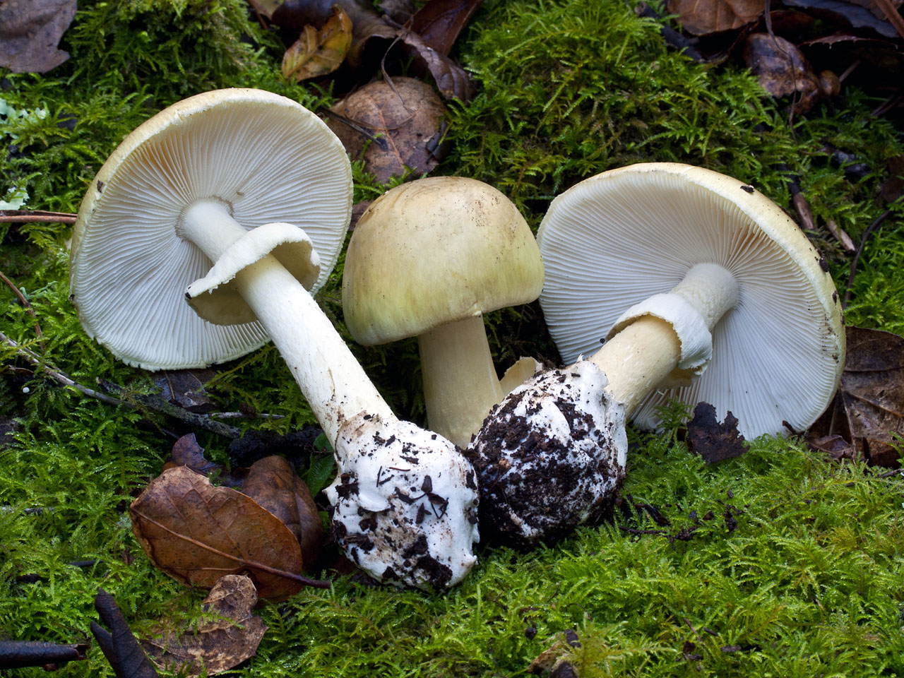 Amanita Phalloides The Toxic Death Cap Identification Info Amanita Phalloides The Toxic Death Cap Identification Info