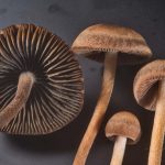 Banded Mottlegill (Panaeolus cinctulus)