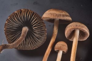 Banded Mottlegill (Panaeolus cinctulus)