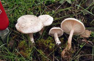 Clitocybe rivulosa