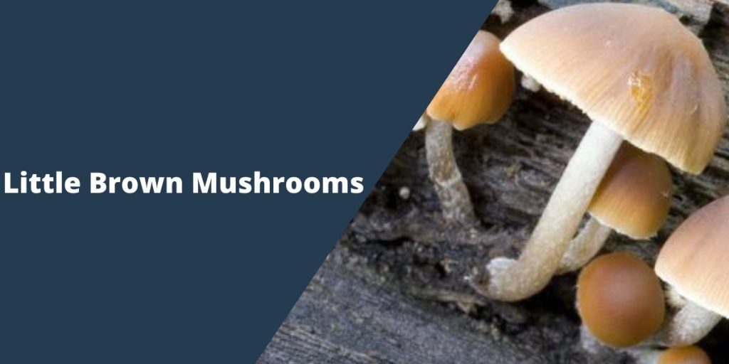Little Brown Mushrooms