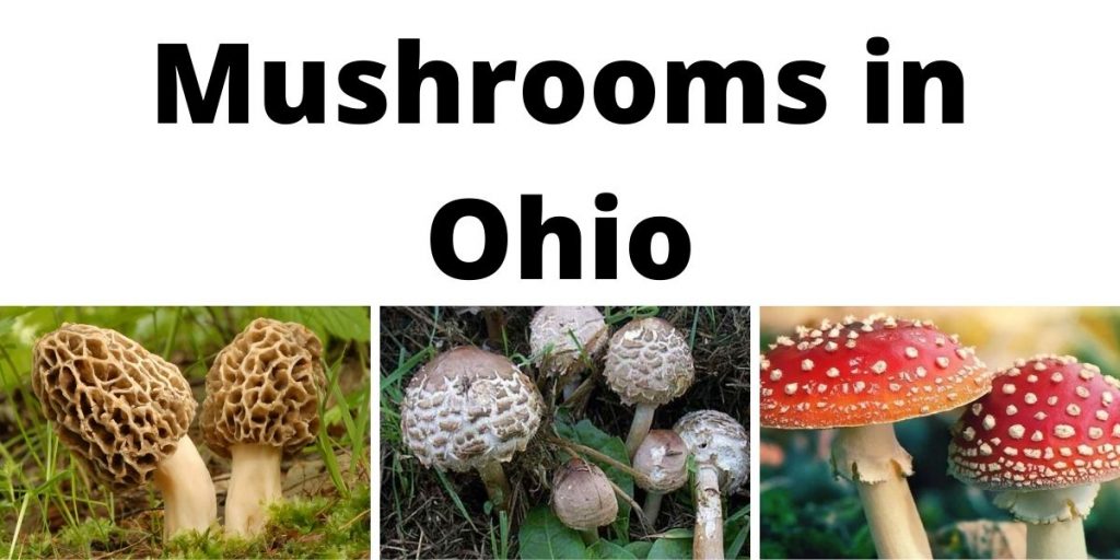 Mushrooms in Ohio