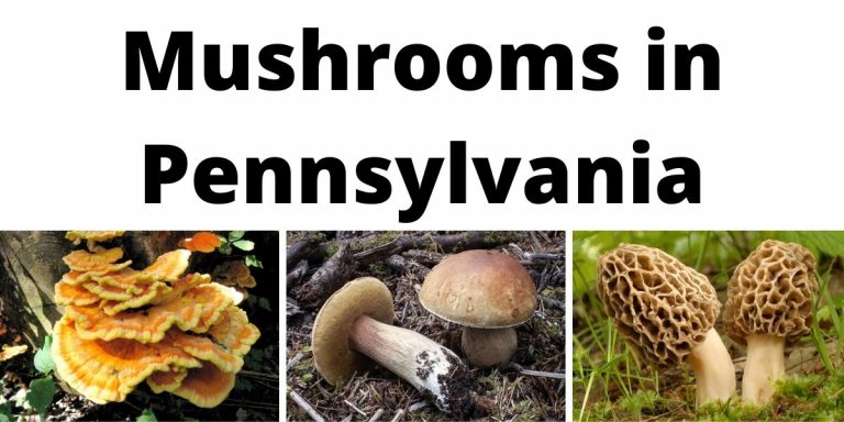 A Comprehensive List of Common Wild Mushrooms in Pennsylvania
