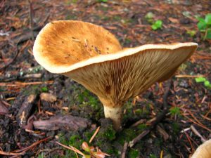 Paxillus involutus