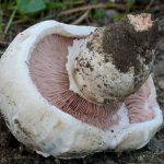 Agaricus bernardii