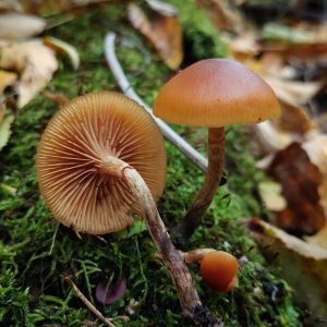 Galerina marginata