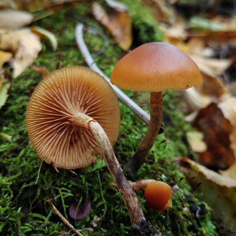 Galerina marginata The Deadly Galerina Mushroom Identification & Info