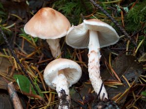 Lepiota subincarnata