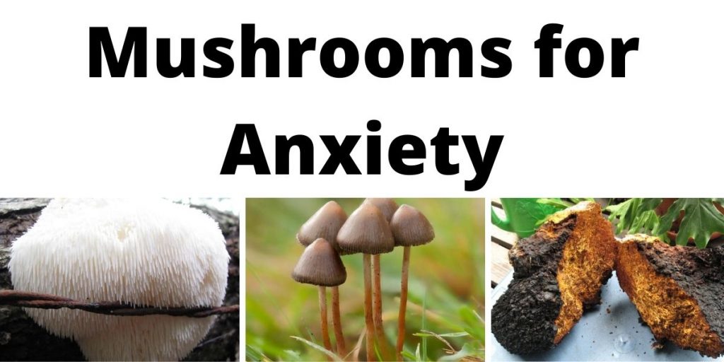 Mushrooms for Anxiety