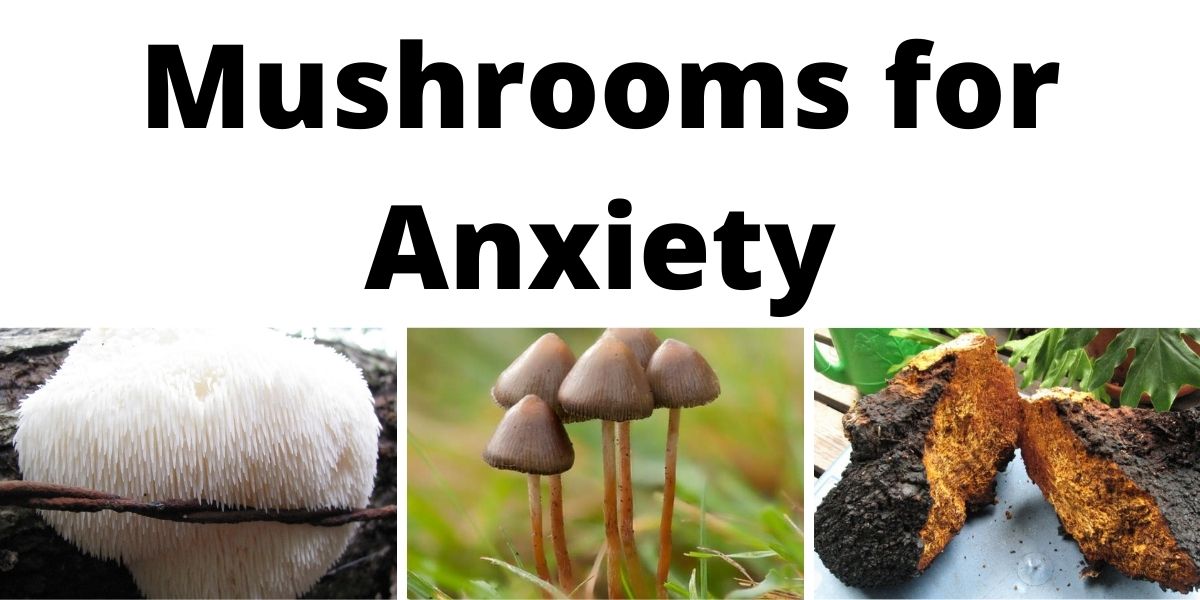 Best Mushrooms For Anxiety: Medicinal Supplements Vs Microdosing