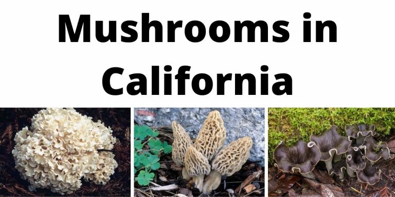 A Comprehensive List of Common Wild Mushrooms in California