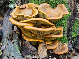 Omphalotus olivascens