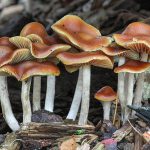 Psilocybe cyanescens