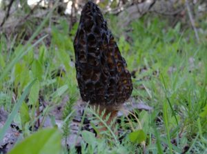 Morchella elata