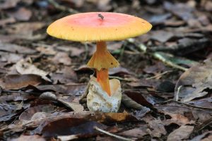 Amanita jacksonii