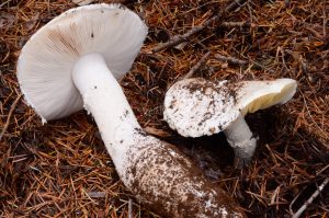 Amanita smithiana