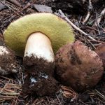 Bolete rex-veris