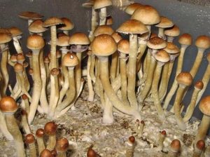 Burma Mushrooms